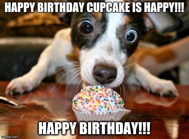 Happy Birthday Cupcake Dog | HAPPY BIRTHDAY CUPCAKE IS HAPPY!!! HAPPY BIRTHDAY!!! | image tagged in happy birthday,cupcake,happy dog,funny memes,funny animals,funny dogs | made w/ Imgflip meme maker