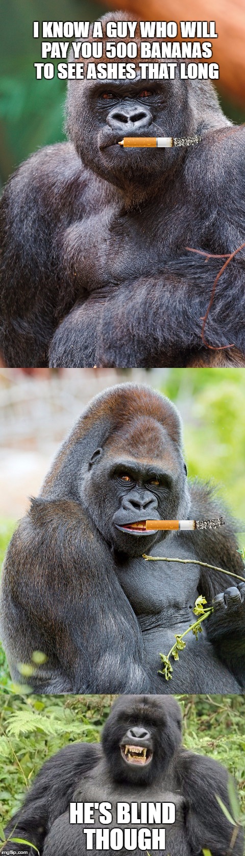 Bad Pun Gorilla | I KNOW A GUY WHO WILL PAY YOU 500 BANANAS TO SEE ASHES THAT LONG; HE'S BLIND THOUGH | image tagged in bad pun gorilla,lynch1979,memes,lol | made w/ Imgflip meme maker