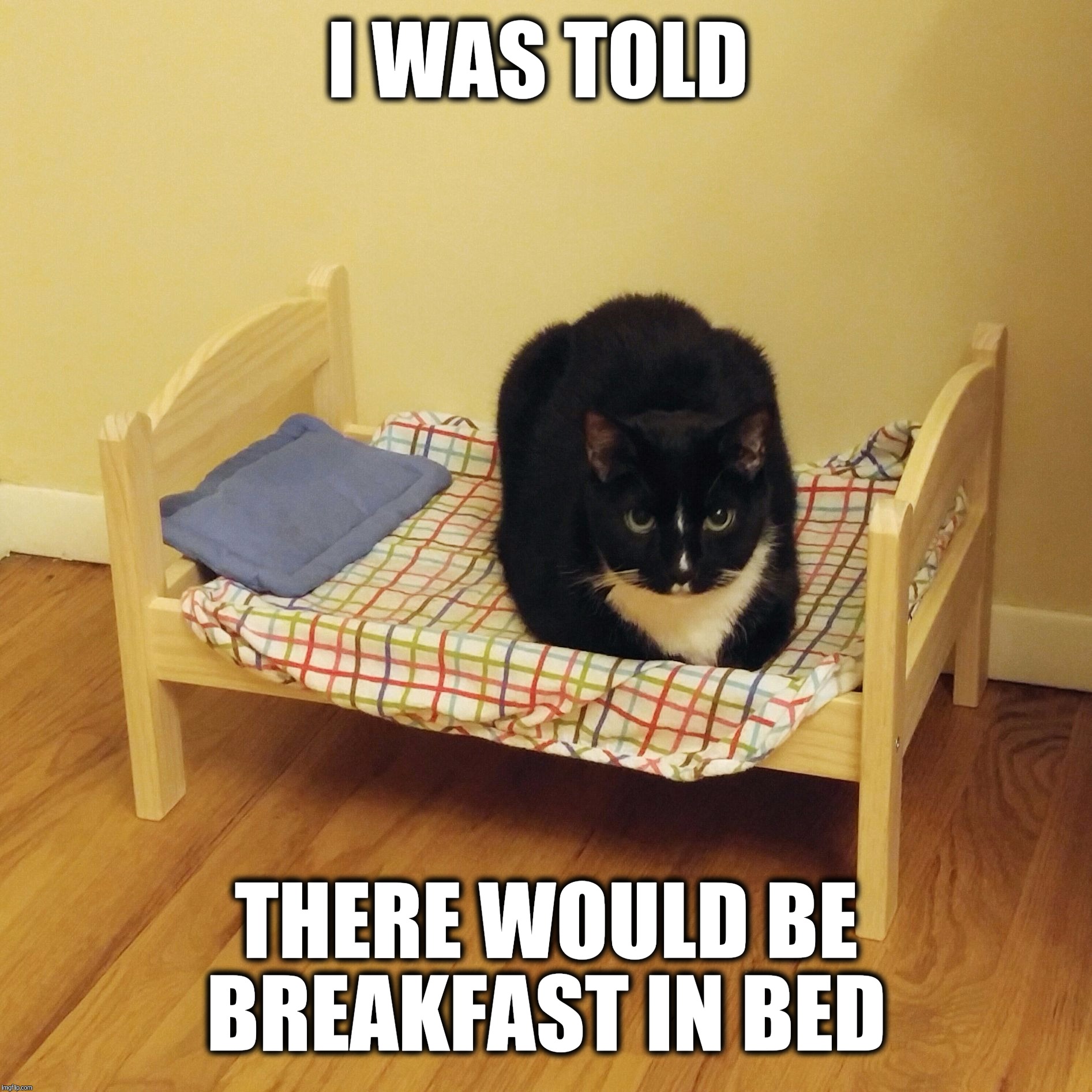 Breakfast in bed  |  I WAS TOLD; THERE WOULD BE BREAKFAST IN BED | image tagged in bert the cat,breakfast,bed,funny cat memes,grumpy,funny | made w/ Imgflip meme maker