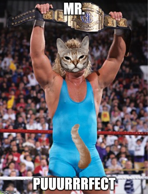 Mr. Purfect | MR. PUUURRRFECT | image tagged in perfect,purfect,puuurrrfect,wwf,wwe,mrperfect | made w/ Imgflip meme maker