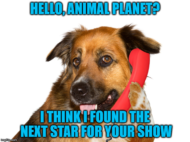 HELLO, ANIMAL PLANET? I THINK I FOUND THE NEXT STAR FOR YOUR SHOW | image tagged in dog on the phone | made w/ Imgflip meme maker