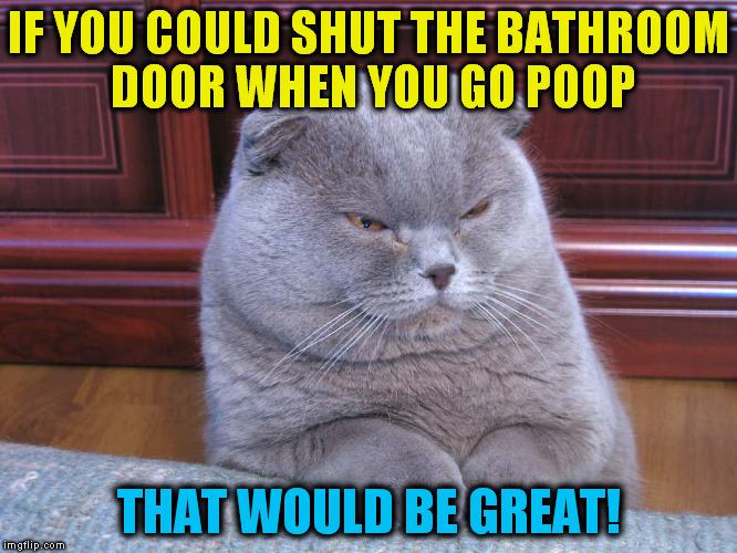 Disgusted Fold (A Galileo10 Template) | IF YOU COULD SHUT THE BATHROOM DOOR WHEN YOU GO POOP; THAT WOULD BE GREAT! | image tagged in disgusted fold,funny meme,cats,bathroom,doors,laughs | made w/ Imgflip meme maker