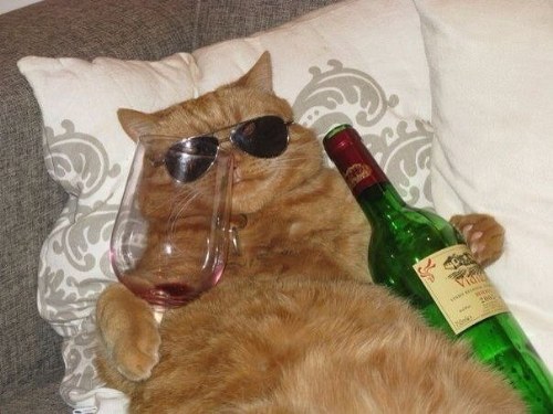 Cat with wine Blank Meme Template