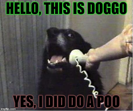 Yes this is dog | HELLO, THIS IS DOGGO; YES, I DID DO A POO | image tagged in yes this is dog,memes,funny,doggo | made w/ Imgflip meme maker