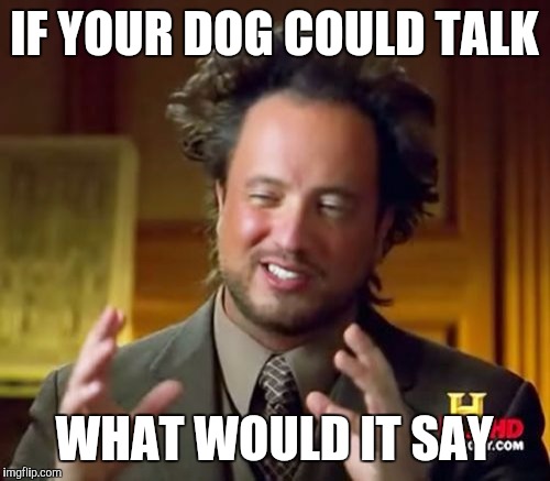 Ancient Aliens Meme | IF YOUR DOG COULD TALK; WHAT WOULD IT SAY | image tagged in memes,ancient aliens | made w/ Imgflip meme maker