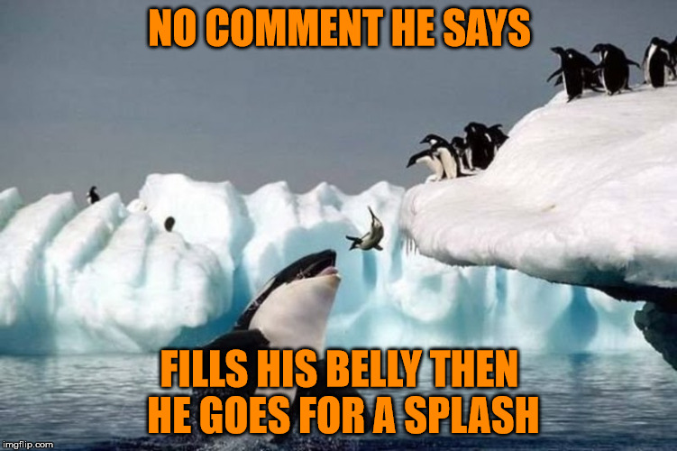 Killer Whale And Seal | NO COMMENT HE SAYS; FILLS HIS BELLY THEN HE GOES FOR A SPLASH | image tagged in killer whale and seal | made w/ Imgflip meme maker