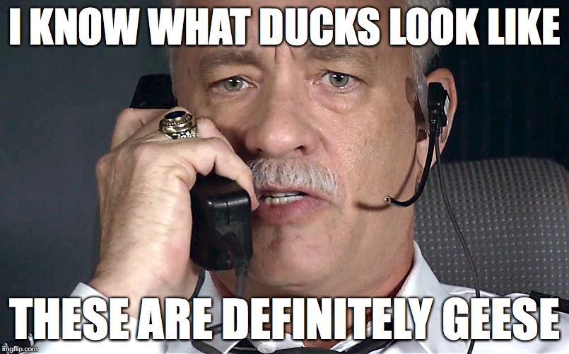 Sully Hanks | I KNOW WHAT DUCKS LOOK LIKE; THESE ARE DEFINITELY GEESE | image tagged in sully | made w/ Imgflip meme maker