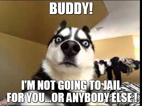 Jail Dog | BUDDY! I'M NOT GOING TO JAIL FOR YOU...OR ANYBODY ELSE
! | image tagged in dog,jail,buddy,memes,funny memes,meme | made w/ Imgflip meme maker