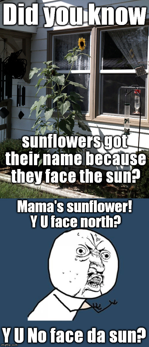 Did you know; sunflowers got their name because they face the sun? Mama's sunflower! Y U face north? Y U No face da sun? | image tagged in meme,y u no | made w/ Imgflip meme maker