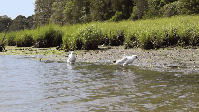 Cape Cod birds | image tagged in gifs | made w/ Imgflip video-to-gif maker