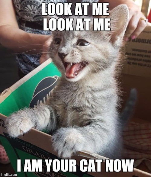 LOOK AT ME LOOK AT ME; I AM YOUR CAT NOW | made w/ Imgflip meme maker