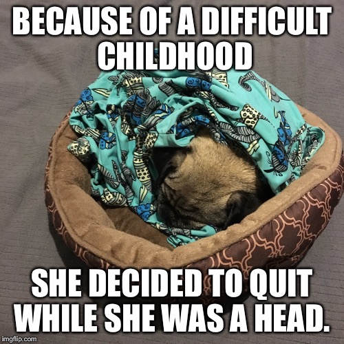 Pug life | BECAUSE OF A DIFFICULT CHILDHOOD; SHE DECIDED TO QUIT WHILE SHE WAS A HEAD. | image tagged in memes,pugs,dogs,sleeping puppy,dog bed,pug life | made w/ Imgflip meme maker