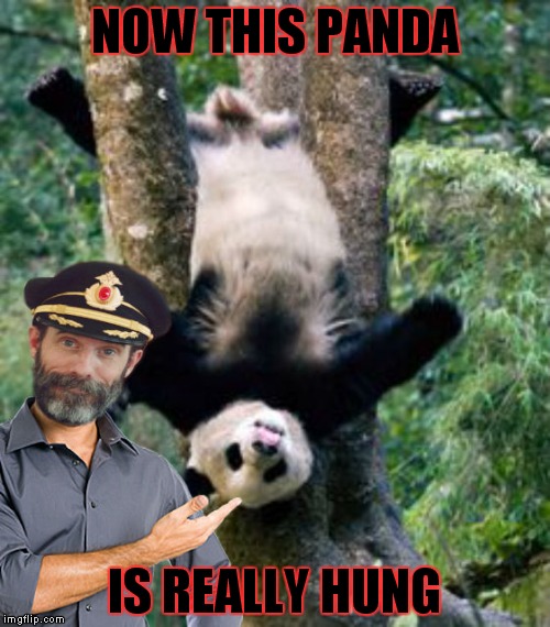 I have to say that's obvious! | NOW THIS PANDA; IS REALLY HUNG | image tagged in panda,captain obvious,funny,world hunger | made w/ Imgflip meme maker