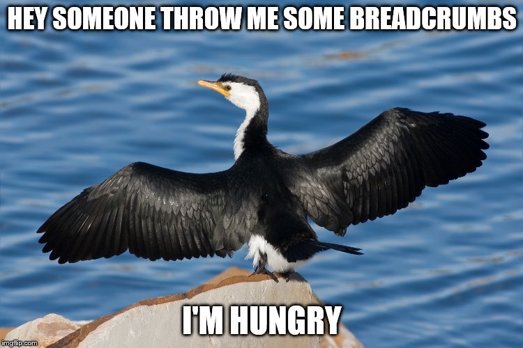 Duckguin | HEY SOMEONE THROW ME SOME BREADCRUMBS; I'M HUNGRY | image tagged in duckguin | made w/ Imgflip meme maker