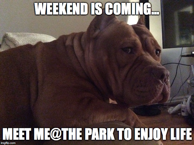 WEEKEND IS COMING... MEET ME@THE PARK TO ENJOY LIFE | image tagged in ginger weekend | made w/ Imgflip meme maker