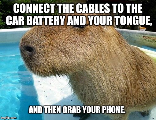 Side Eye Capybara | CONNECT THE CABLES TO THE CAR BATTERY AND YOUR TONGUE, AND THEN GRAB YOUR PHONE. | image tagged in side eye capybara | made w/ Imgflip meme maker