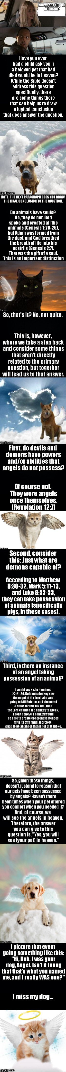 Got to thinking one day while reading my Bible... | image tagged in meme,angel,dog,cat,puppy,kitten | made w/ Imgflip meme maker