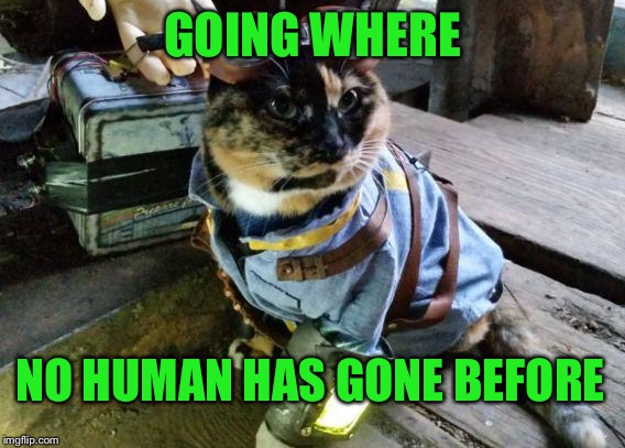 Fallout RayCat | GOING WHERE; NO HUMAN HAS GONE BEFORE | image tagged in fallout raycat,memes | made w/ Imgflip meme maker
