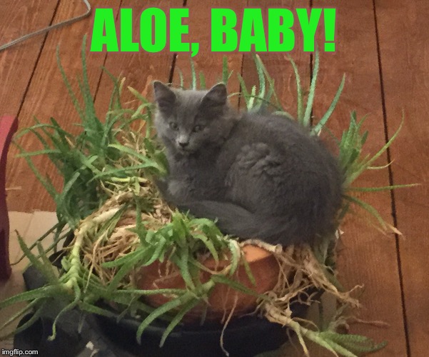 Kitty Wrecked My Plant | ALOE, BABY! | image tagged in sorry kitty | made w/ Imgflip meme maker