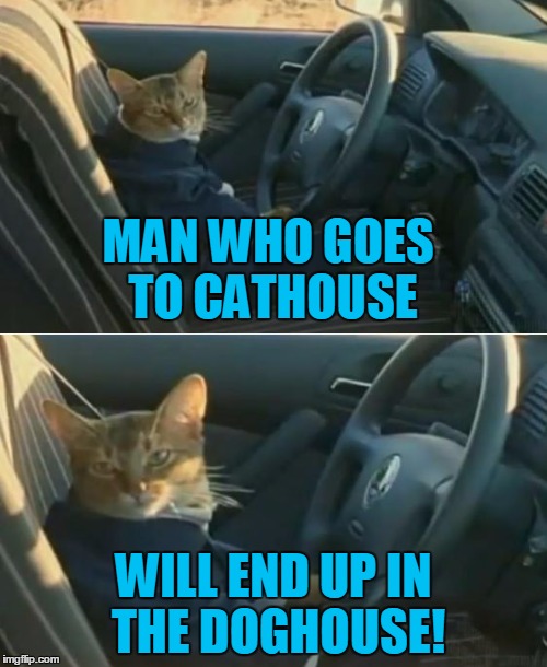 You'll Be Howling at the Moon in No Time | MAN WHO GOES TO CATHOUSE; WILL END UP IN THE DOGHOUSE! | image tagged in boat cat in car,memes,confucius say,cathouse | made w/ Imgflip meme maker