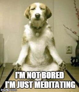 I'M NOT BORED I'M JUST MEDITATING | image tagged in dogm | made w/ Imgflip meme maker