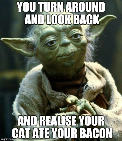 Star Wars Yoda | YOU TURN AROUND AND LOOK BACK; AND REALISE YOUR CAT ATE YOUR BACON | image tagged in memes,star wars yoda | made w/ Imgflip meme maker