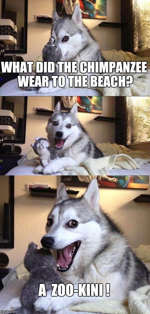Animal Park - The Swim Suit Edition | WHAT DID THE CHIMPANZEE WEAR TO THE BEACH? A  ZOO-KINI ! | image tagged in memes,bad pun dog | made w/ Imgflip meme maker