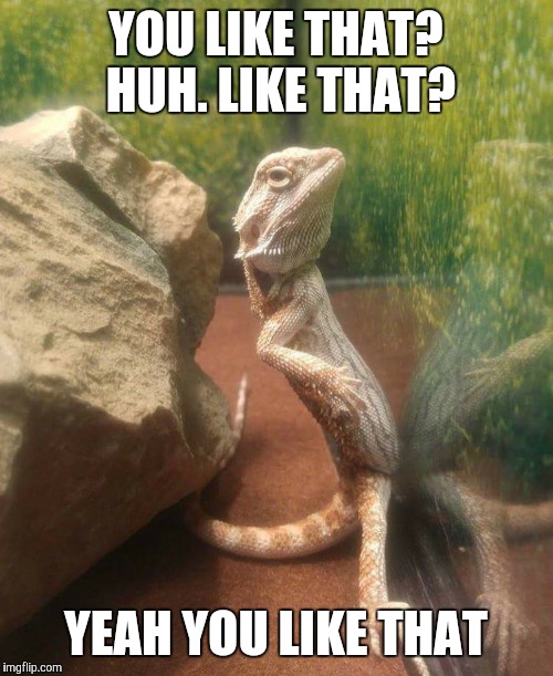 You like that? | YOU LIKE THAT? HUH. LIKE THAT? YEAH YOU LIKE THAT | image tagged in reptile,naked,show off | made w/ Imgflip meme maker