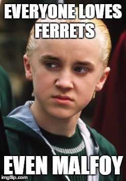 EVERYONE LOVES FERRETS; EVEN MALFOY | image tagged in ferret,malofy,harry potter,ferrets,draco,draco malfoy | made w/ Imgflip meme maker