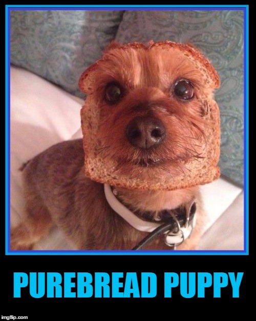 Purebread Puppy | PUREBREAD PUPPY | image tagged in dog with face in a slice of bread,vince vance | made w/ Imgflip meme maker