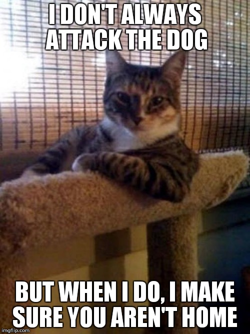 The Most Interesting Cat In The World | I DON'T ALWAYS ATTACK THE DOG; BUT WHEN I DO, I MAKE SURE YOU AREN'T HOME | image tagged in memes,the most interesting cat in the world | made w/ Imgflip meme maker