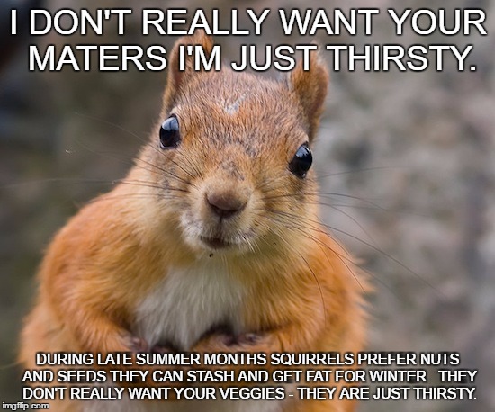 I DON'T REALLY WANT YOUR MATERS I'M JUST THIRSTY. DURING LATE SUMMER MONTHS SQUIRRELS PREFER NUTS AND SEEDS THEY CAN STASH AND GET FAT FOR WINTER.  THEY DON'T REALLY WANT YOUR VEGGIES - THEY ARE JUST THIRSTY. | made w/ Imgflip meme maker