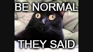 My cat | BE NORMAL; THEY SAID | image tagged in cat,cats,funny cats,derp,weird,normal | made w/ Imgflip meme maker