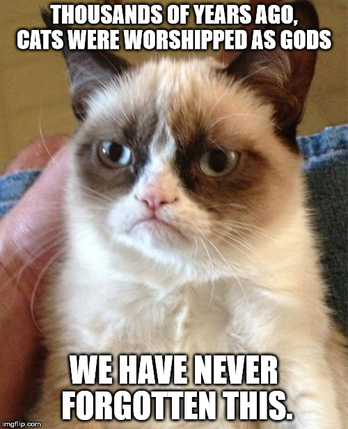 We need more Pawbreakers Plus 2017 here  | THOUSANDS OF YEARS AGO, CATS WERE WORSHIPPED AS GODS; WE HAVE NEVER FORGOTTEN THIS. | image tagged in memes,grumpy cat,funny memes,pawbreakers plus 2017 | made w/ Imgflip meme maker