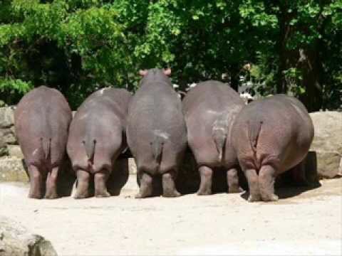 Hippo butts Blank Meme Template