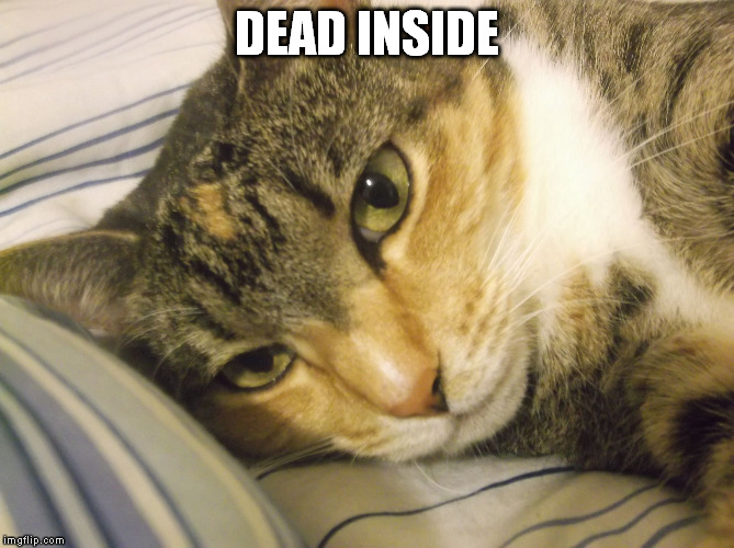 My other cat is dead inside | DEAD INSIDE | image tagged in dead,funny cats | made w/ Imgflip meme maker