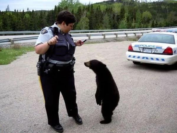 Cop With Cub Blank Meme Template