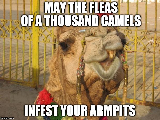 Sarcastic Camel | MAY THE FLEAS OF A THOUSAND CAMELS; INFEST YOUR ARMPITS | image tagged in sarcastic camel | made w/ Imgflip meme maker