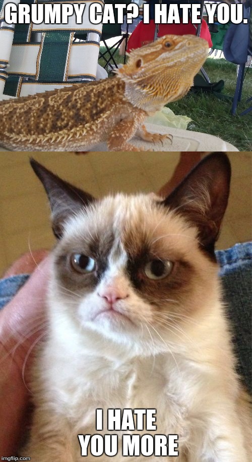 Hater Lizard meets Grumpy Cat | GRUMPY CAT? I HATE YOU. I HATE YOU MORE | image tagged in grumpy cat,hater lizard | made w/ Imgflip meme maker