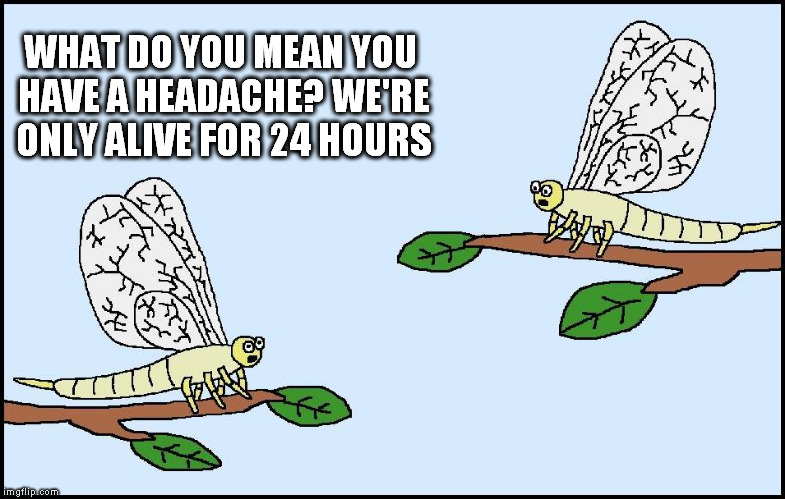 Mayflys - The struggle is real | WHAT DO YOU MEAN YOU HAVE A HEADACHE? WE'RE ONLY ALIVE FOR 24 HOURS | image tagged in memes,headache | made w/ Imgflip meme maker