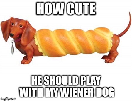 HOW CUTE HE SHOULD PLAY WITH MY WIENER DOG | image tagged in wiener dog | made w/ Imgflip meme maker