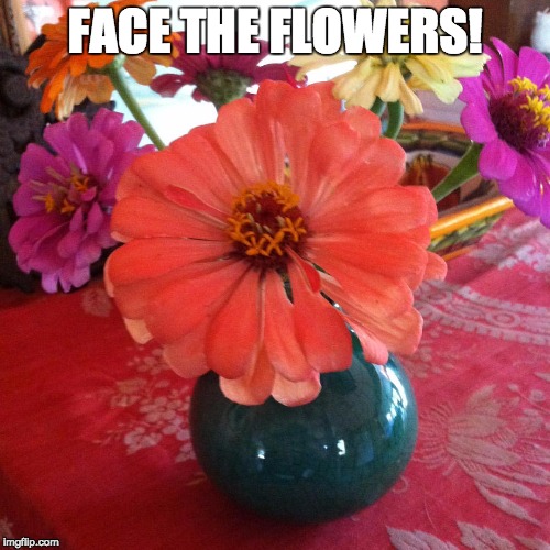 FACE THE FLOWERS! | image tagged in nancy's zinnias | made w/ Imgflip meme maker