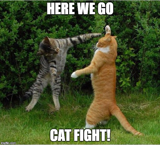 every guy's fantasy | HERE WE GO; CAT FIGHT! | image tagged in cat fight,memes | made w/ Imgflip meme maker