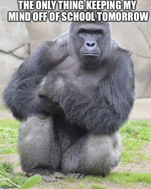 Harambe | THE ONLY THING KEEPING MY MIND OFF OF SCHOOL TOMORROW | image tagged in harambe | made w/ Imgflip meme maker