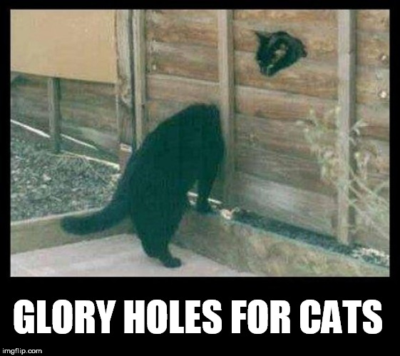 GLORY HOLES FOR CATS | image tagged in cats,cat,funny cats,cat meme,wildcats,sex | made w/ Imgflip meme maker