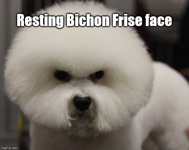 What a b*tch ... | Resting Bichon Frise face | image tagged in memes | made w/ Imgflip meme maker