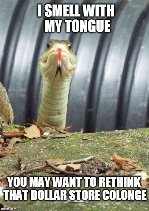 I SMELL WITH MY TONGUE; YOU MAY WANT TO RETHINK THAT DOLLAR STORE COLONGE | image tagged in snake,dollar store,stinky perfume | made w/ Imgflip meme maker