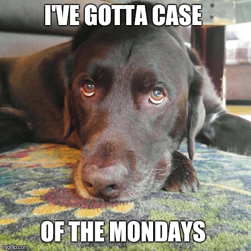I've gotta case of the Mondays  | I'VE GOTTA CASE; OF THE MONDAYS | image tagged in chuckie the chocolate lab,mondays,monday,cute dog,labrador,memes | made w/ Imgflip meme maker