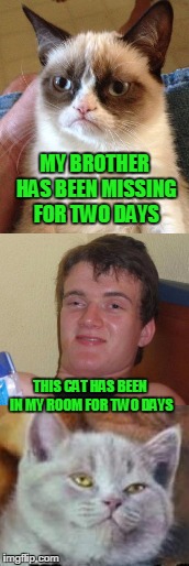 10 cat | MY BROTHER HAS BEEN MISSING FOR TWO DAYS; THIS CAT HAS BEEN IN MY ROOM FOR TWO DAYS | image tagged in 10 cat | made w/ Imgflip meme maker