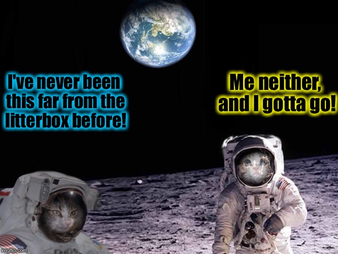 Meows Armstrong and Hide in the Box Aldrin | Me neither, and I gotta go! I've never been this far from the litterbox before! | image tagged in space cat,memes,evilmandoevil,funny | made w/ Imgflip meme maker